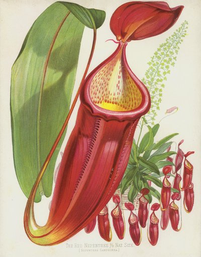 El Nepenthes rojo, Nepenthes Sanguinea de English School